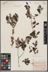 Salix aurita L. x Salix repens L.
